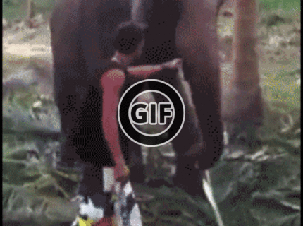 BRATM GIF: Auuu... tak tento sloní úder musel bolieť :D