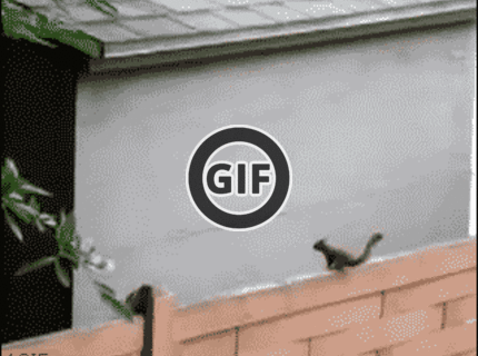 BRATM GIF: Moja zlatá, kam to skáčeš ?! :D