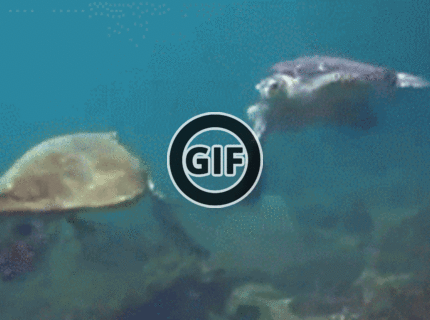 BRATM GIF: Daj si na to brácho :D