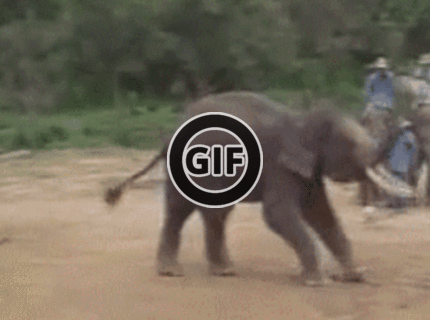 BRATM GIF: Talentovaný slon, musíš vidieť ! :D