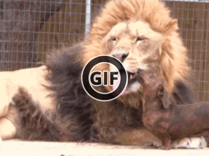 BRATM GIF: Najlepší priatelia :)