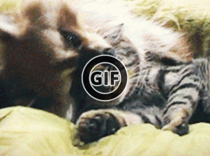 BRATM GIF: Nezvyčajná láska :D