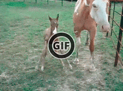 BRATM GIF: Žriebätko sa učí chodiť :)