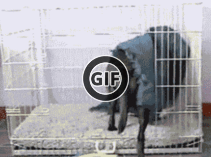 BRATM GIF: Je ti zima ? nauč sa super trik tohto šikovného psíka :D