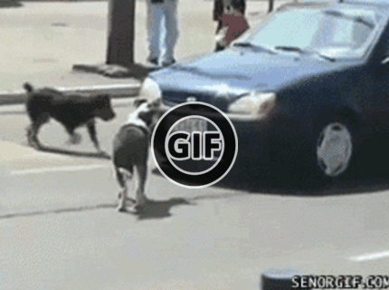 BRATM GIF: Podarená pouličná banda vandalov :D