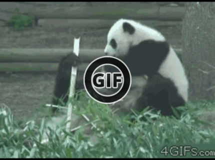 BRATM GIF: Tak a hádam sa nenechám rušiť pri obede :D