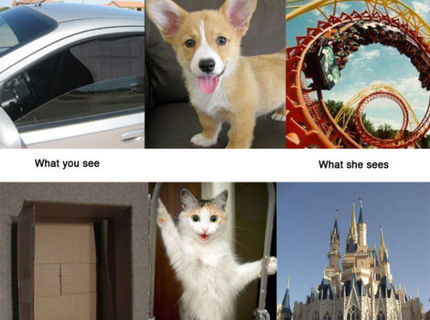 Ako vidia zvieratá to, čo vidíme my :D