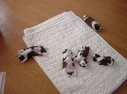 Roztomilé šteniatka, ale toto jedno je úplne TOP :D