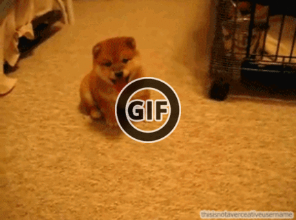 BRATM GIF: Rozkošné šteniatko :)