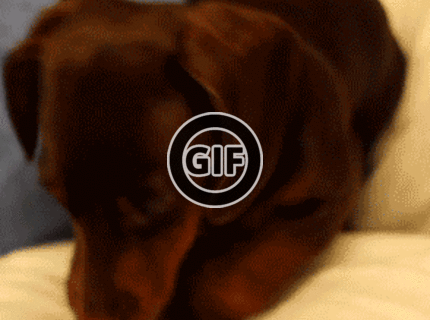 BRATM GIF: Roztomilý kukuč :D