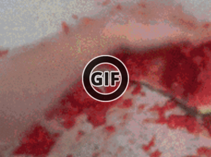 BRATM GIF: Návod, ako otvoriť kokosový orech :D