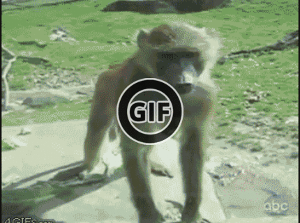 BRATM GIF: Správanie zvierat v ZOO nie je vždy vhodné pre deti :D