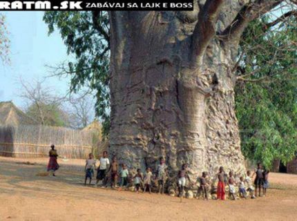 Úžasná foto stromu života :)