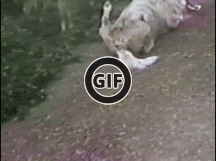 BRATM GIF: Podarený psík :D