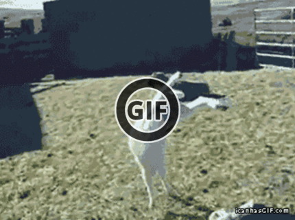 BRATM GIF: Asi som zabudla, ako sa chodí :D