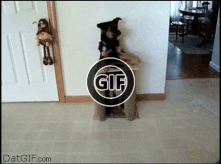 BRATM GIF: ČO dokáže hladný psík :D