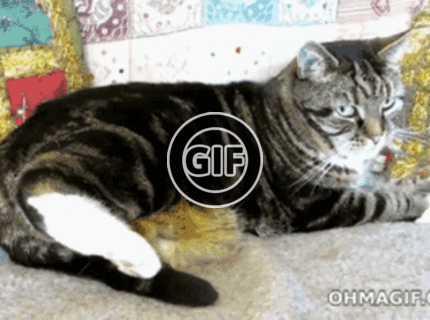 BRATM GIF: Mamička si stráži svoje mačiatka :)