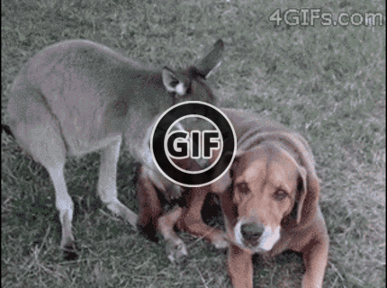 BRATM GIF: Krásny párik :)