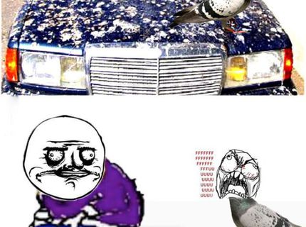 Aj vy by ste to najradšej vždy vrátili holubom ? :D