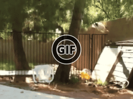 BRATM GIF: COOL! Dokonca lepšie ako pes :D