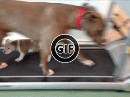 BRATM GIF: Otecko trénuje so synom :D