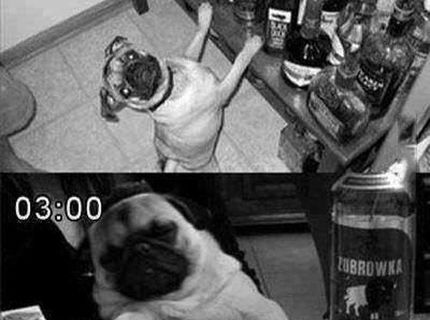 Alkoholická párty mopsov :D