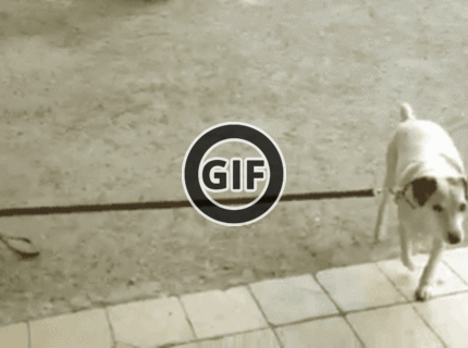 BRATM GIF: Poď, ideme sa vyvenčiť :D