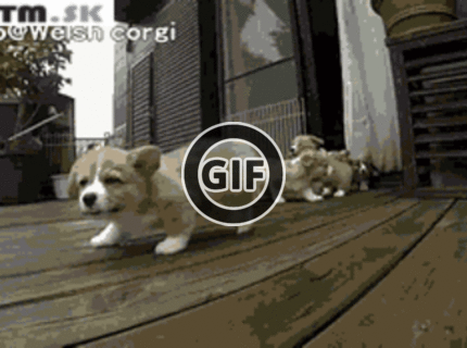 BRATM GIF: Tie sú roztomilé Ňuňuňu :D