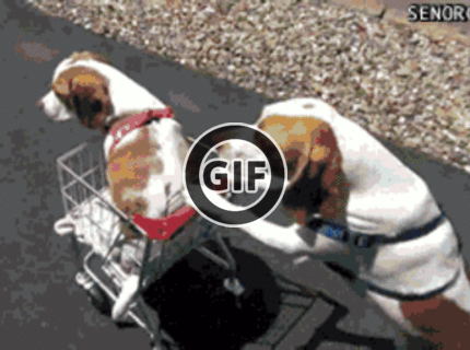 BRATM GIF: Rozkošná psia rodinka ide na nákupy :D