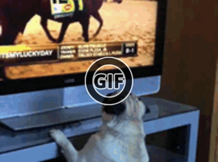 BRATM GIF: Mops pozerá TV :D