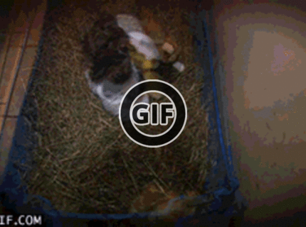 BRATM GIF: Mačacia maminka :)