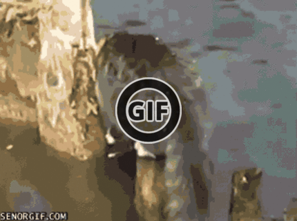 BRATM GIF: Mačka na love :D