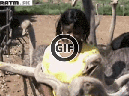 BRATM GIF: Zvieratá, vždy odhalia pravdu :D