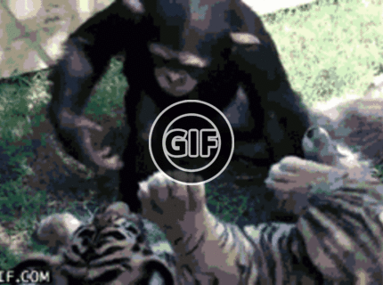BRATM GIF: Nesééér tigra je už out :D opica win :D