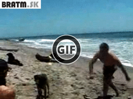 BRATM GIF: Tomu psovi to ide zjavne lepšie :D