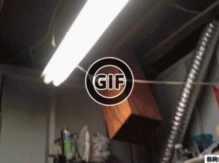 BRATM GIF: Cesta na poschodie pre mačky :D