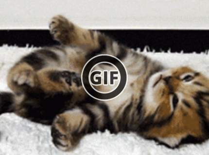 BRATM GIF: Spiace mačiatko, naozaj roztomilé :) :)