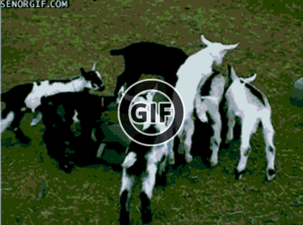 BRATM GIF: Útok kozliatok :D