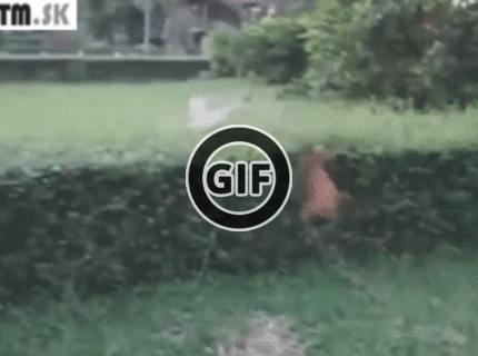 BRATM GIF: Aj takto môže skončiť naháňačka :D