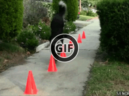 BRATM GIF: Kreatívny a šikovný psík :D