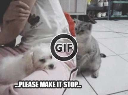 BRATM GIF:  Krásny dialóg dvoch miláčikov :D