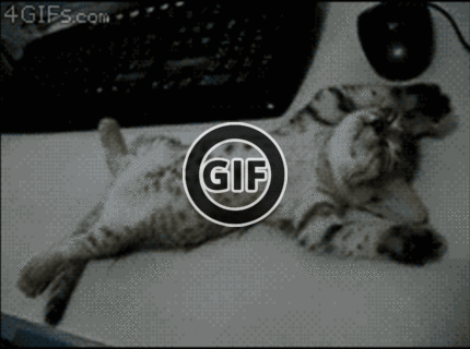 BRATM GIF: Jeej! nádherne spiace mačiatko :D