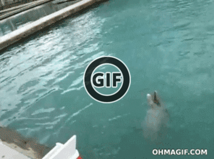 BRATM GIF: Šikovný delfín a jeho trik :D