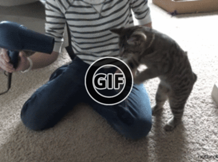 BRATM GIF: Zábava pre mačku :D