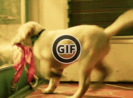 BRATM GIF: Takto dopadne zlodej podprseniek :D