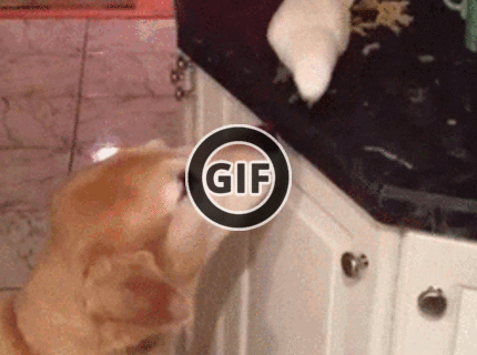 BRATM GIF: Nezvyčajní priatelia :D