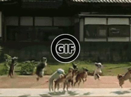 BRATM GIF: Šikovná psia smečka :)