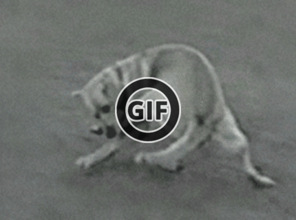 BRATM GIF: LOL :D nuda je nuda :D