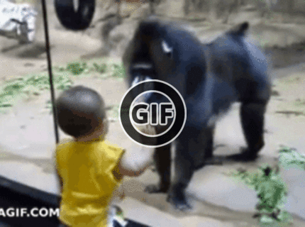BRATM GIF: Opičia taktika :D