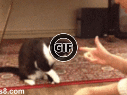 BRATM GIF: Baang ! :D šikovná cica :D